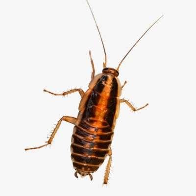 Cockroach Treatment
