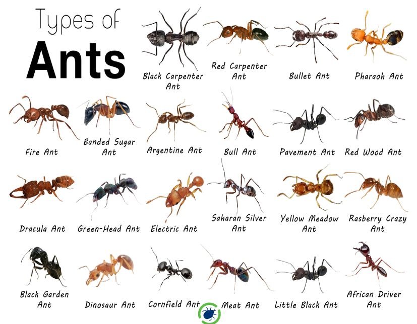 Understanding Common Ant Species​​