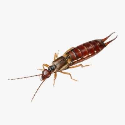 Earwig Treatment