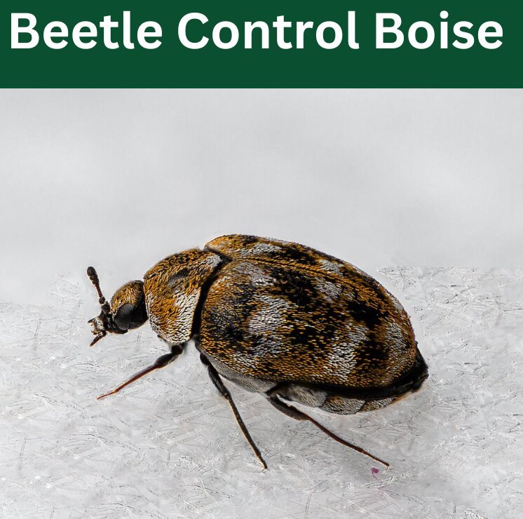 Get Expert Beetle Control Boise, Idaho​