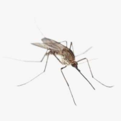 Mosquito Treatment