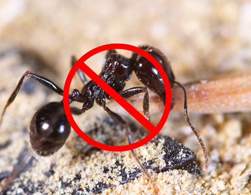 Pest Control Boise Idaho Approach to Carpenter Ant Control​