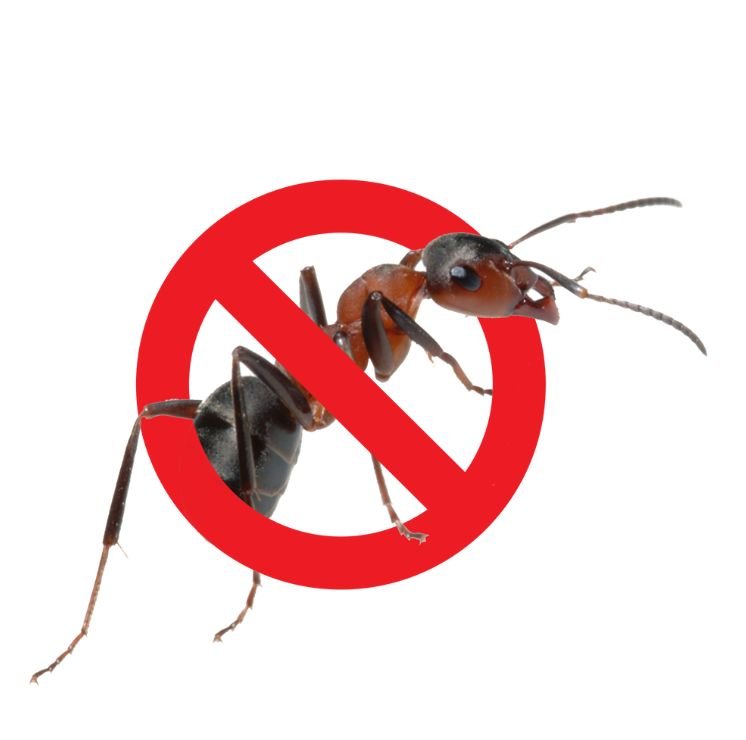 Pest Conrol Boise ID Expertise In Ant Treatment