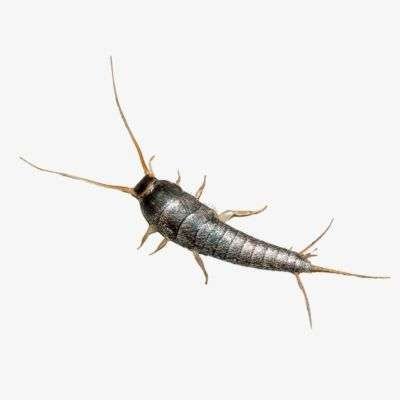 Silverfish Treatment