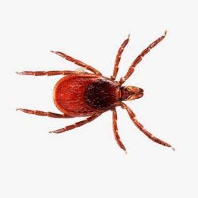 Tick Treatment