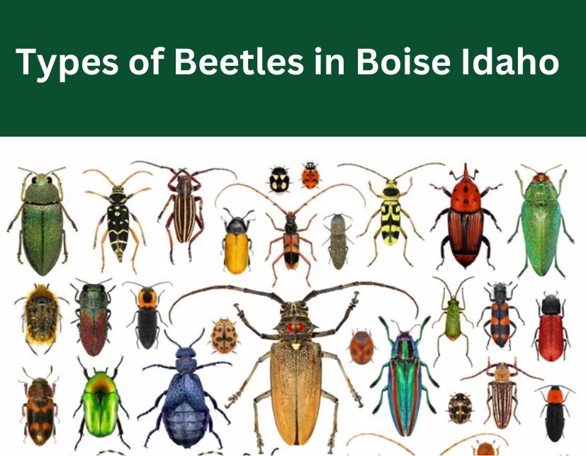 Types of Beetles in Boise