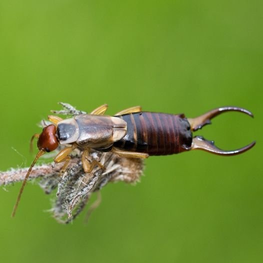 Expert Earwig Control Services in Boise, Idaho | Trustworthy Pest Control